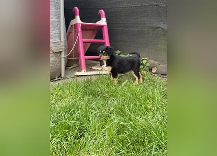 Supersüsse Australian Shepherd Welpen in der Farbe