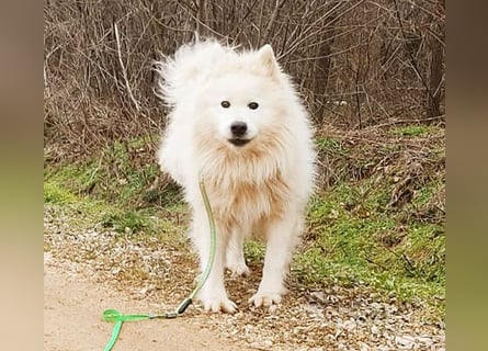 ❤️ wunderschöner Samojede LEO - 3 Jahre, 55cm/25kg