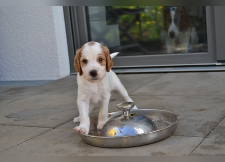 Traumfee - Irish Red and White Setter