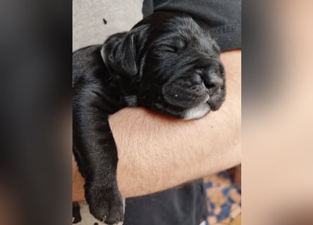 OEB Mix Welpen ideale Familienhunde