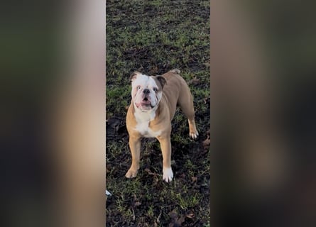 Englische Bulldoggen Welpen– 7 süße Mädels suchen bald ein Zuhause!