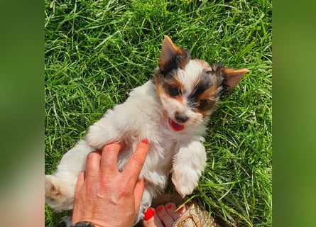 Biewer Yorkshire Terrier, Welpe,Rüde, reinrassig sehr selten