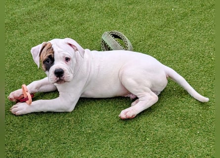 American Bulldog Welpen