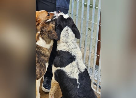 Milla - Gute-Laune-Hund wartet auf Sie