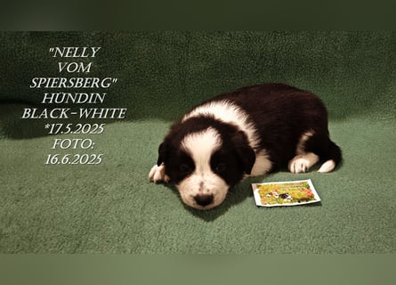 Border Collie-Welpen , black-,choco-,red-white und red-,black-merle