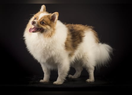 Liebevolle Zwergspitz Pomeranian Zucht