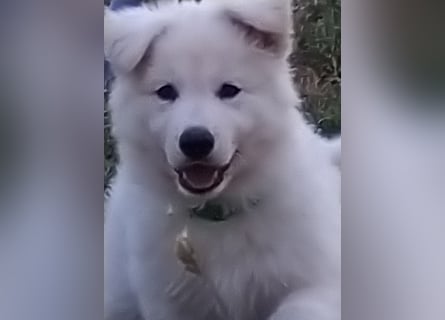 Weiße Schäferhund - Welpen für Familie, Sport und Show