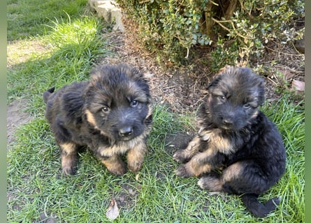Deutsche Schäferhunde Langstockhaar
