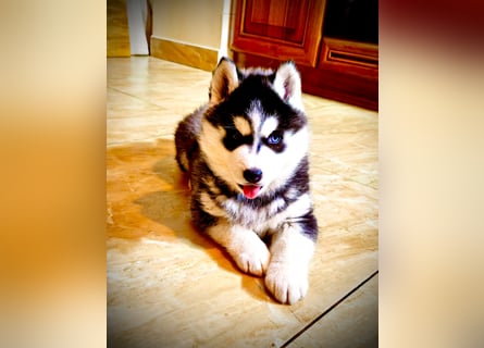 FCI Pedigree Blue Eyed Black & White Siberian Husky Champion Puppy