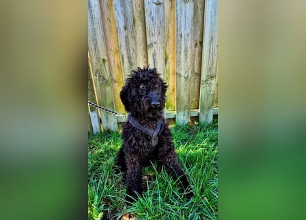 Labradoodle