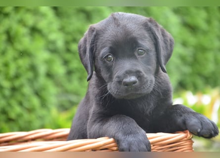 Reinrassige Labradorwelpen (Arbeitslinie)drei schwarze Mädels suchen ein schöne Zuhause