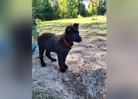 schwarze Schäferhunde aus Leistungszucht