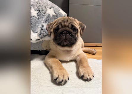 Mops welpen ab sofort Abgabe bereit.