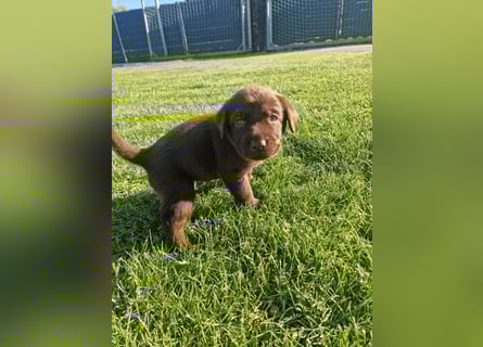 Ein brauner Labradorwelpe (Hündin) in liebevolle Hände abzugeben.