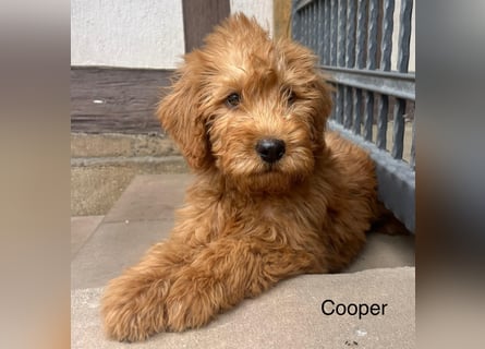 Labradoodle F1 apricot