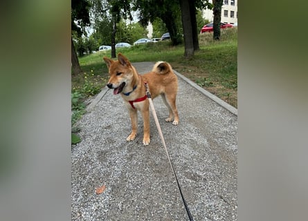 Hervorragender Shiba-Inu-Wurf mit hervorragendem Ausstellungspotenzial