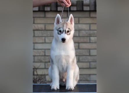 Not just a siberian husky boy - a soulmate on four paws