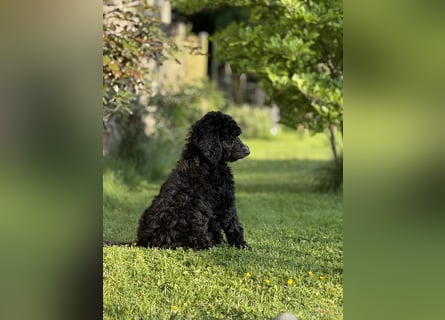 Bezaubernde Königspudel Welpen, Großpudel, Harlekin, Pudel, Videos