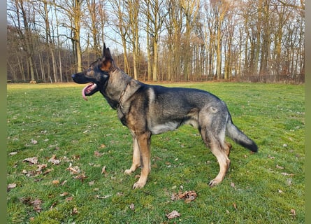 4 jähriger DSH in grau IGP 3, SV Papiere sucht ein neues zu Hause