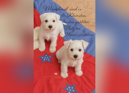 Welpen weiß Zwergschnauzer