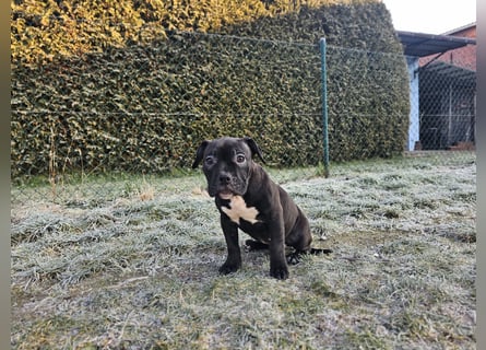 Old Englisch Bulldog /  Bully Welpen Hündin !