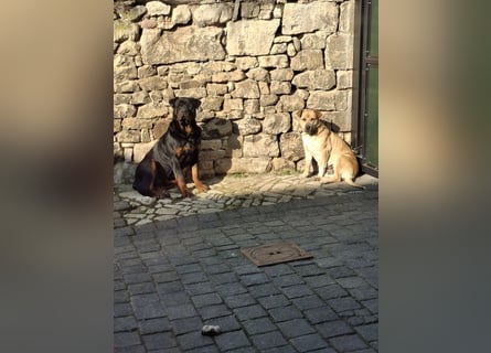 Fünf Burschen suchen ab Mitte Juni, ihr für immer Zuhause!