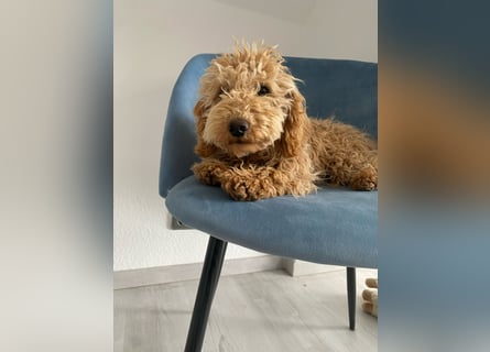Wunderschöne Mini/Medium Goldendoodle Hündin (max.40cm) in Apricot/Rot zu verkaufen 6 Monate alt