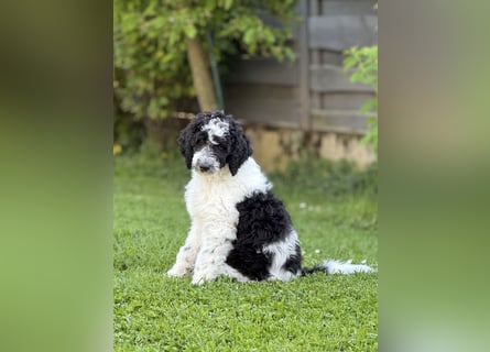Bezaubernde Königspudel Welpen, Großpudel, Harlekin, Pudel, Videos