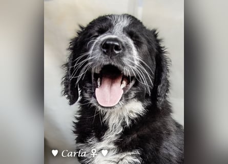 , Cindy und Carla suchen ab Mitte Juli ein Zuhause