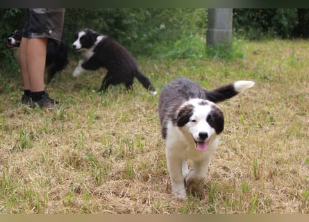 Australian Shepherd ASCA Welpen