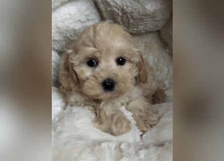 Sehr gesunde Mini Maltipoo Welpen in apricot und crème farben. 