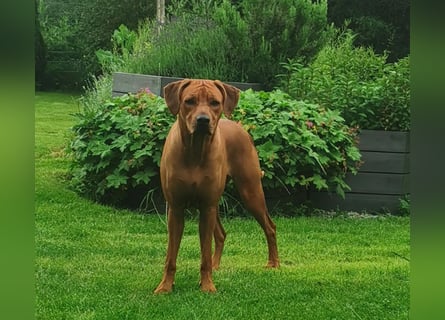 Rhodesian Ridgeback Welpen - Wurfplanung