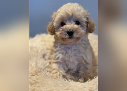 Sehr gesunde Mini Maltipoo Welpen in apricot und crème farben. 