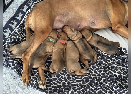 Rhodesien Ridgeback Welpen mit Papieren