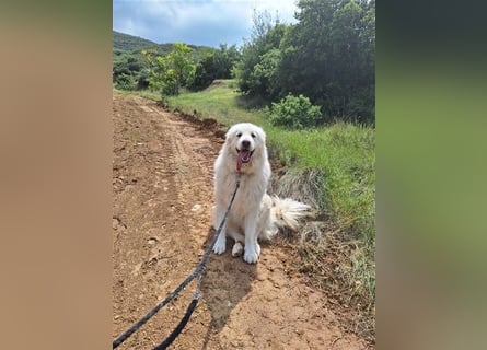 Mr. White: Ein liebevoller XXL-Teddybär sucht ein Zuhause zum Kuscheln