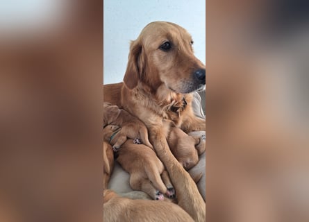 Golden Retriever Welpen