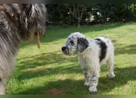 Doodle Bergamasker Barbet Mix Bergamasco Franz. Wasserhund Bergadoodle für Allergiker nicht haarend