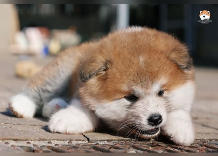 * Akita Inu - Japanische Akita langhaar Welpen, FCI registriert *