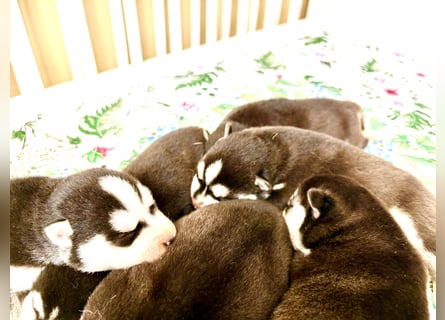 FCI Pedigree Blue Eyed Black & White Siberian Husky Champion Puppy