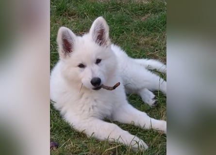 Weiße Schäferhundwelpen - Herzensbrecher für Familie, Sport und Show