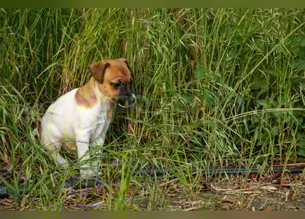 Jack Russell Terrier Welpe (Rüde) abzugeben!