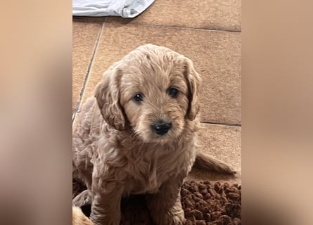 Goldendoodle mini Medium Doodle Abgabe an Pfingsten