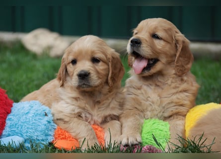 Golden Retriever Welpen vom Thüringer Wald