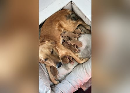 Golden Retriever Welpen