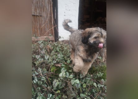 Tibet Terrier Rüde