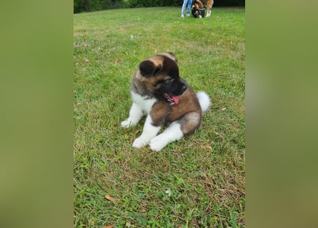Amerikanische Akita