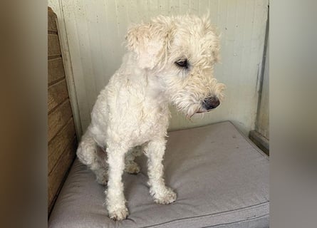 ❤️ zarte Hundeseele LUNA - 3,5 Jahre, 45cm - Puli-Mix
