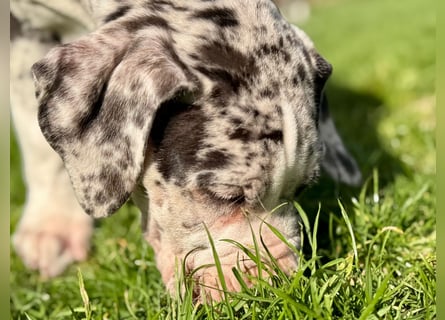 Superschöne nicht ganz reinrassige Deutsche Doggenwelpen können bald ausziehen