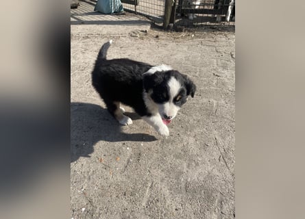 Australian Shepherd x Border Collie Welpen