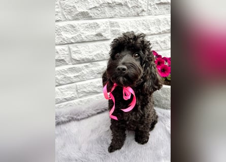 Wunderschöne Cockapoo/Cockerpoo Welpen